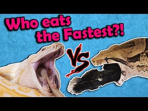 Feeding our Biggest Reptiles!