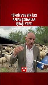 Türkiye’de Bir İlk: Bakanlık Destekli Afgan Çobanlar Asgari Ücretle İşbaşı Yaptı!