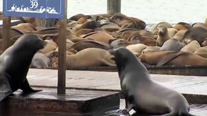 Investigation Underway After Viral Video Appears to Show Man Harass Sea Lions at Pier 39