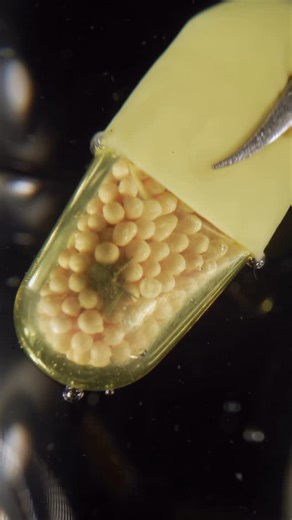 Macro Thingle | Capsule pill dissolves inside your stomach ASMR close up #asmr #asmrsounds #closeup #macro #disolve #dissolve #disolving #melting #capsule... | Instagram