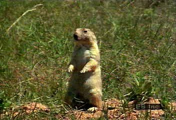 Prairie dog colony across North American plains | Britannica