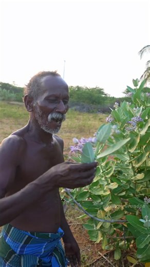 Milkweeds | Bull flower #medical #nature #medichine #VillageLife #healthylifestyle