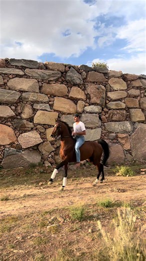 سهم: كل ما تحتاج معرفته عن الخيل العربي الأصيل