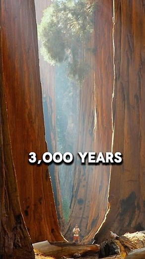 Why the US Government Cuts Down Endangered Trees! 🪓🌲 #shorts