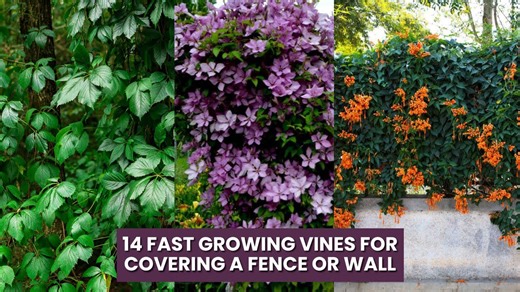 Transform your fence or wall with these 14 fast growing vines