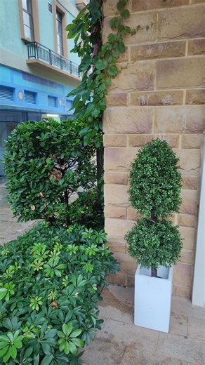 Watch outdoor faux tree 4ft in planter perfect fit on Amazon Live