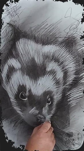 Charcoal Ferret Drawing – Adding Highlights to make Realistic Animal Art