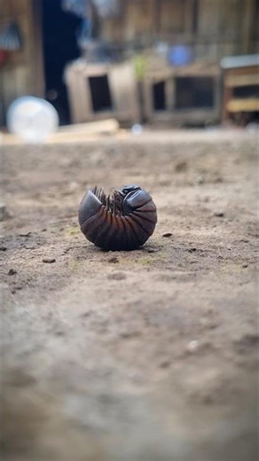 Beautiful pill bugs #shortvideo #pillmillipede