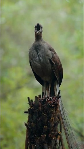 Viral bird master, make people laugh out loud funny videos entertainment +62 viral funny videos