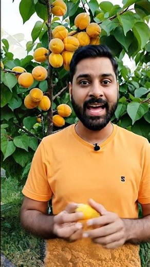 How to Grow Apricot (Khobani) at Home 🍑 | Apricot Tree Care & Health Benefits #foodfuntastic #food