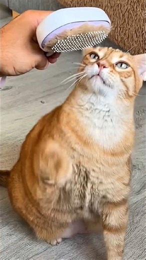He Turned His Cat’s Fur Into a Cap… The Result Was Hilarious 😹🧢#funny #catlovers #shorts