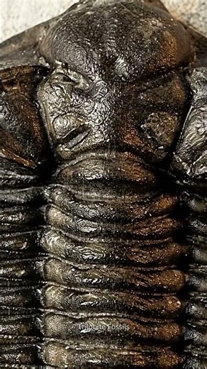 Rare Devonian Trilobite 🦖 Coltraneia cf. oufatenensis | 390 Million Years Old Fossil