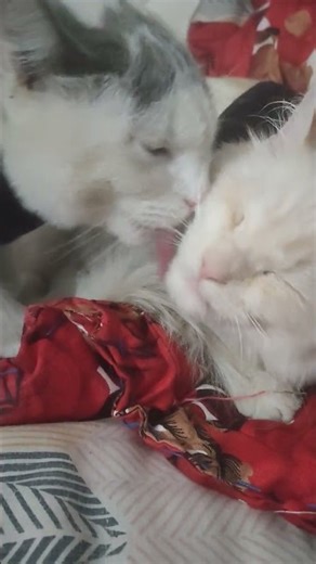 #funny #fun #soundeffects #cat #10sounds #prettycat #cats #love #prettyfunny #musiccat