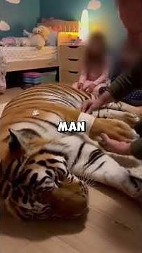 This Wild Tiger Became This Man’s Pet