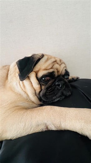 Who else lives under a low-key ruler? 👀#LokiRules #DogsofTiktok #Pug #PetParent #DogOwnerProblems
