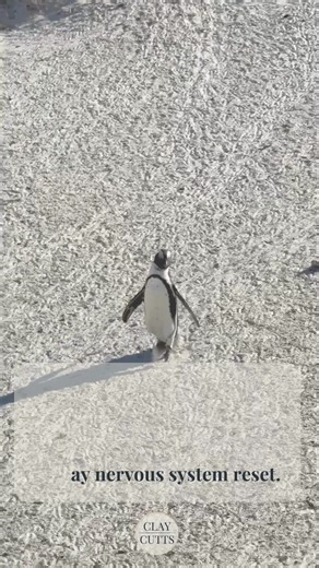 Solo mom, you're doing it all! 🙌 Jobs, kids, emotions - but don't forget to rest. The Exhale's got your back with 5-minute daily calm, safety & capability boosts. No therapy needed, no guilt trips. Just real relief! Ready for a reset? Start now → $99 | Calm-or-Refund Guarantee | Square Peg Coaching