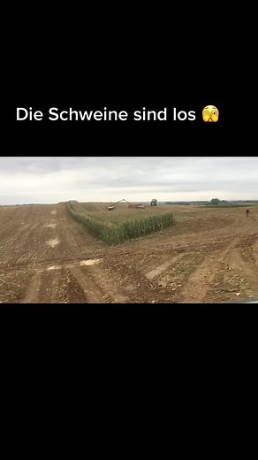 Hunting Wild Boars in Bavaria - A Passion for Wildlife Conservation