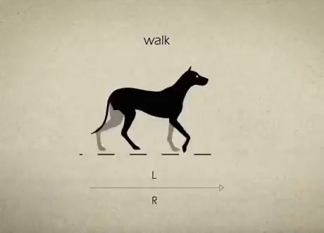 A fascinating visual guide to the various gaits utilized by canines when moving at different speeds.