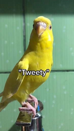 Training a Female Lutino Parakeet to Talk | Tweety Bird Aviary