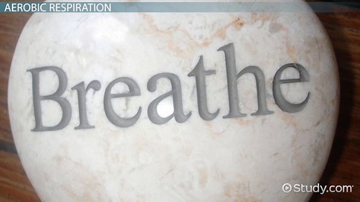 Cellular Respiration Diagram, Steps & Equations