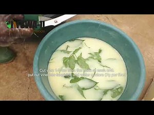 How to produce high-quality seed yam using single node vine cuttings