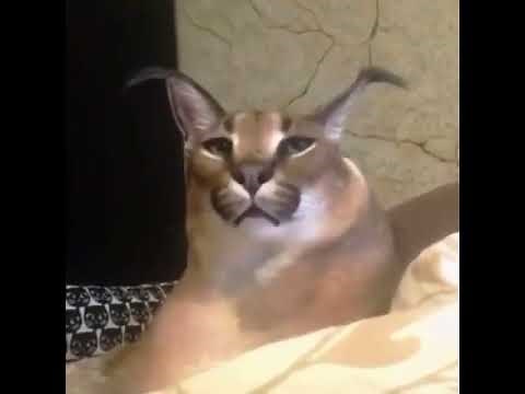 Big floppa sing 10 hours