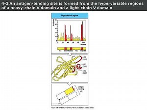 Chapter 4 Antibody Structure and B Cell Diversity Explained: Ig Genes, Hypermutation, and Isotypes