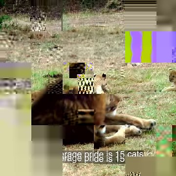 451K views · 14K reactions | "Just Animals" takes you into the domains of the world's largest felines to discover more about these magnificent carnivores and their fascinating lives! #InternationalTigerDay  Watch Here: https://curiosity.tv/jighb03 | Curiosity Stream | Facebook