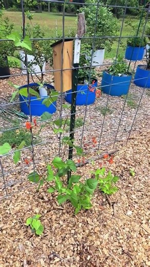 Scarlet Runner Bean