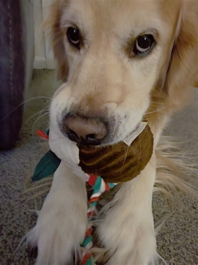 🤎My golden pudding! #fyp #goldenretriever #goldenretrievers #dog #viral