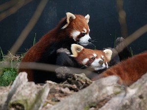 Greater Vancouver Zoo's baby red pandas named Maple and Mei Mei