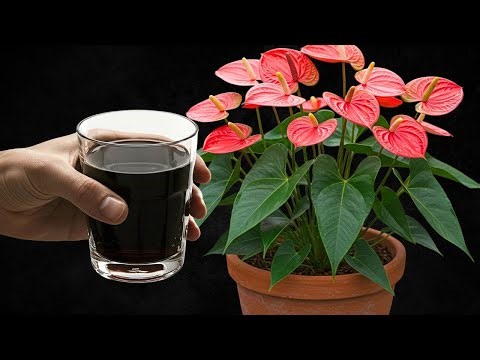 Just 1 Cup Per Week! Weak and Dead Anthurium Comes Back with Hundreds of Flowers!