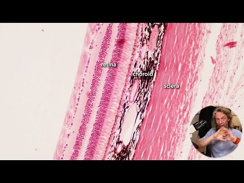 Histology of the eye (part 1)