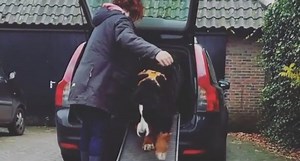 How Many Bernese Mountain Dogs Do You Think Can Fit in a Volvo?