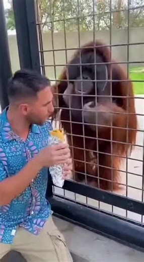 POV tu donnes de la sauce piquante à un orang-outan et tu finis en merguez c'est la puissance des effets spéciaux générés par IA teste l'outil gratuitement via le lien en bio code 32NA8V #tutoriel #montage #ai #flashvam