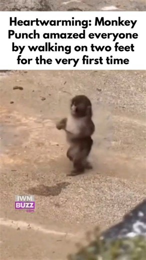 Heartwarming: Today, the internet’s favorite monkey Punch amazed everyone by walking on two feet for the very first time #monkey #monkeypunch #punch #animals #trendingvideo | IWMBuzz
