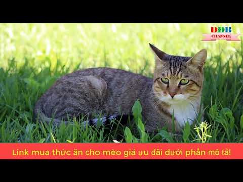 Tiếng mèo kêu gọi bạn - âm thanh gọi mèo đi lạc về nhà.