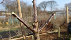 M9 Rootstock Pruning Techniques M9 रूट स्टॉक की कांट-छांट | Himalayan Farming