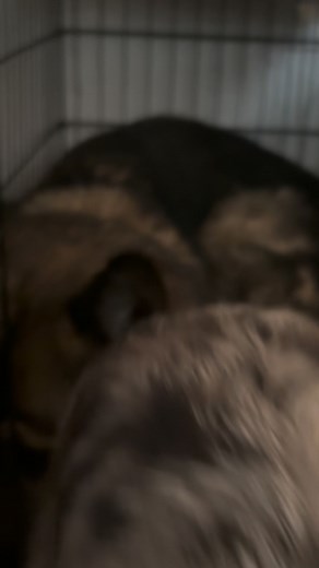 They did something n I think it was Charlie #fyp #dogs #DogMomLife | Dessa Boo Alexander
