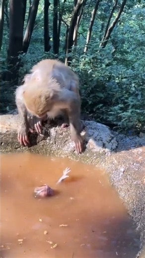 Bad Mother Punished Her Baby 😱🐒❤️‍🩹 #monkey #animals