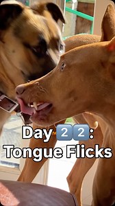 Day 2️⃣2️⃣: Tongue Flick = Uncomfortable? | MK9Plus_Dogs