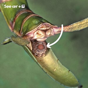 The eggs of stick insects look like plant seeds, but here’s why being mistaken for tasty bird food is a good thing. | Seeker by The Verge