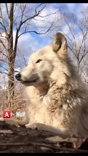 White Wolf Howling in Natural Outdoor Setting