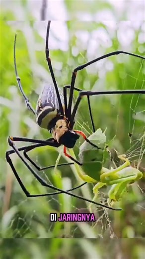 Did you know, a Nephila pilipes, also known as the golden orb-weaver