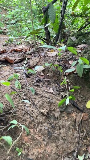 Exploring Forest Flora: Plants and Snake in Natural Habitat