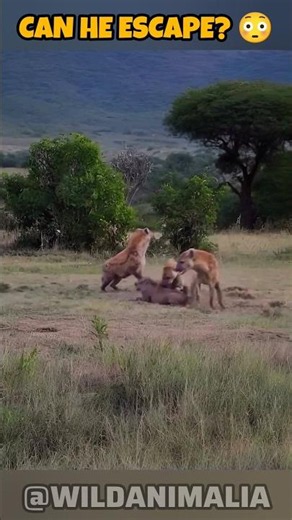 Hyenas Trap a Warthog 😱 But It Refuses to Give Up! #wildlife #animalfight #wildanimals #shorts