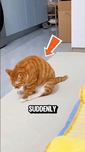 The Real Reason Why Cats Scoot Their Butts‼️😱