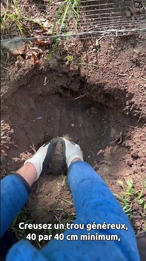 Comment faire pousser des myrtilles chez vous ? #mrbricolage #pierrelecultivateur #jardinage