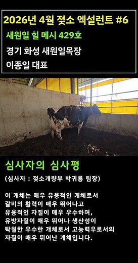 2026년 4월 선정 젖소 엑설런트우 #6(새원일 힐 메시 429호)