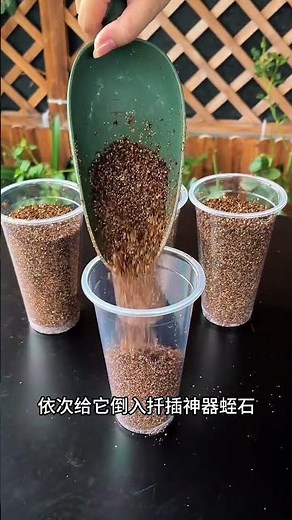 Grow Your Own Money Tree at Home - Root Cutting Guide